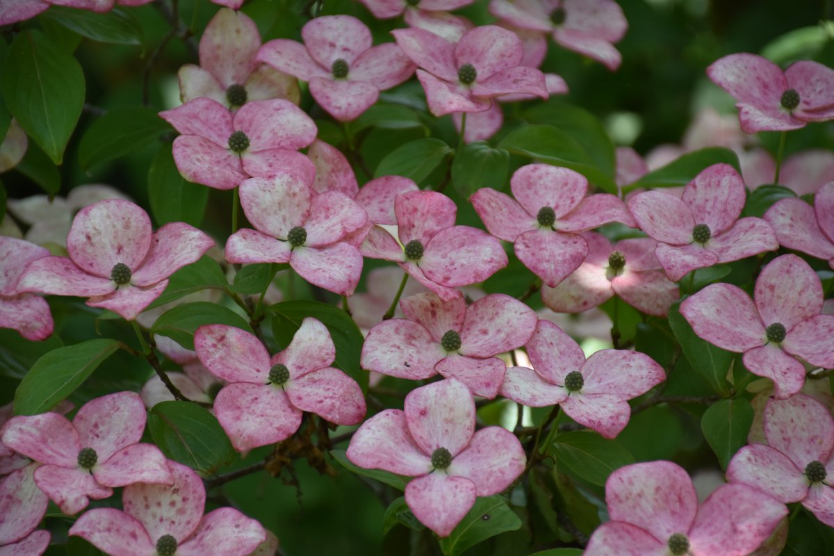 Cornus kousa Satomi – bractées roses en gros plan – Mai 2026 – Bouture.org