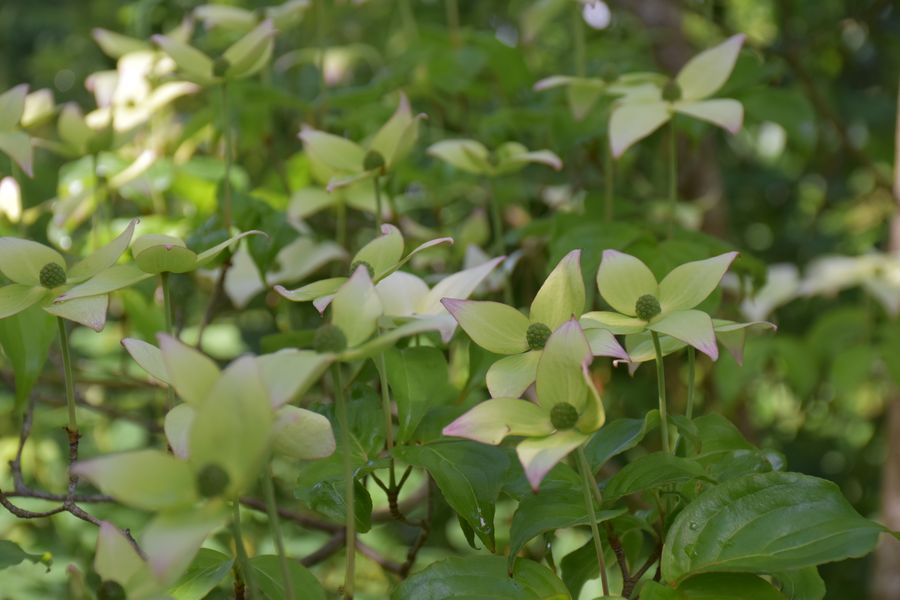 Multitude de fleurs Cornus kousa – masse verte – Bouture.org