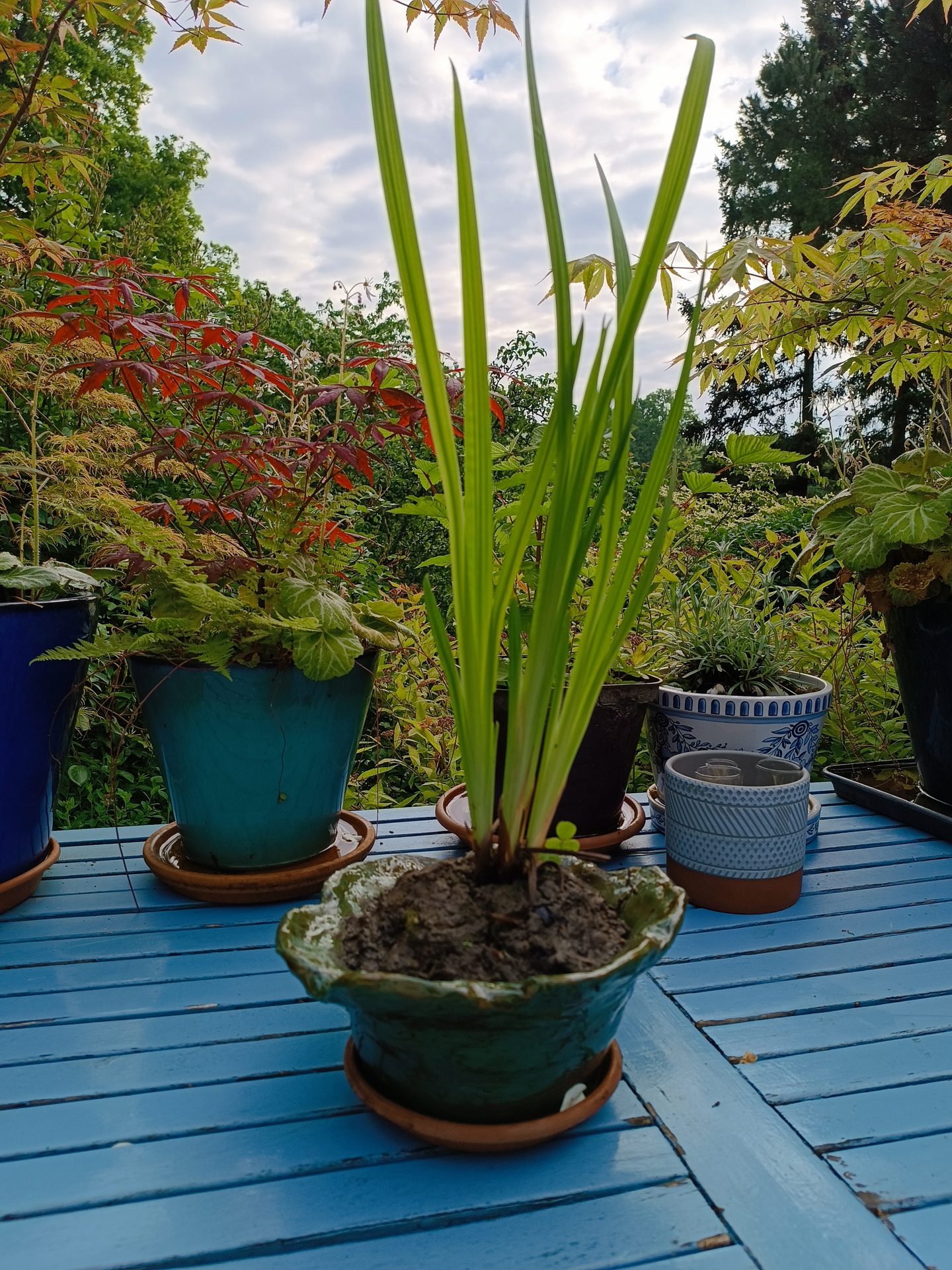 Iris ensata - poterie Philippe Wasselin – art Hanashobu – Jardin Bouture.org