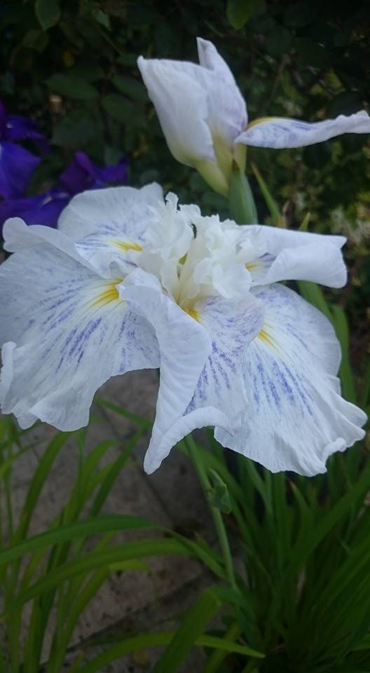 Iris ensata blanc et violet – Jardin Bouture.org