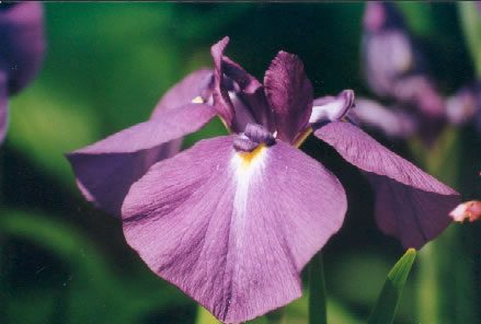 Iris ensata violet pourpre – collection ancienne