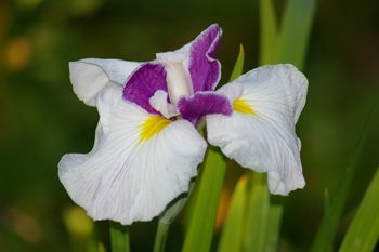 Iris ensata blanc centre violet – Jardin Bouture.org