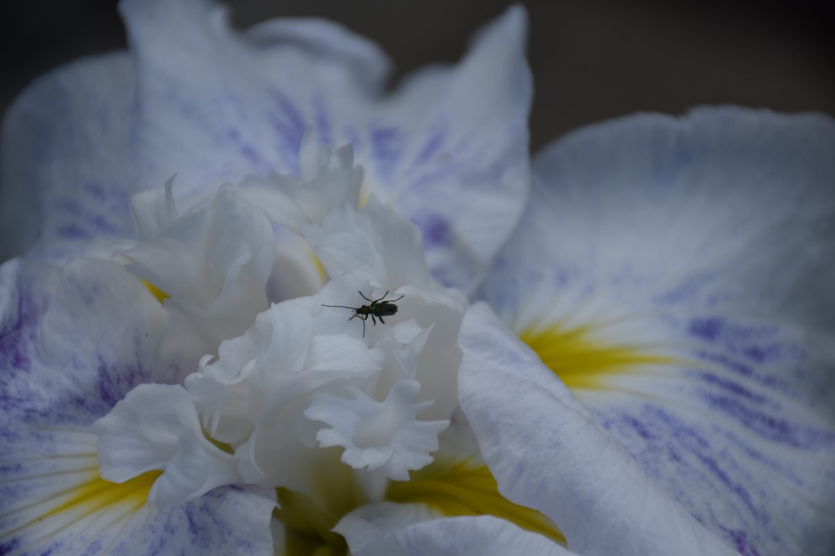 Iris ensata blanc veiné de violet avec insecte pollinisateur – Jardin Bouture.org