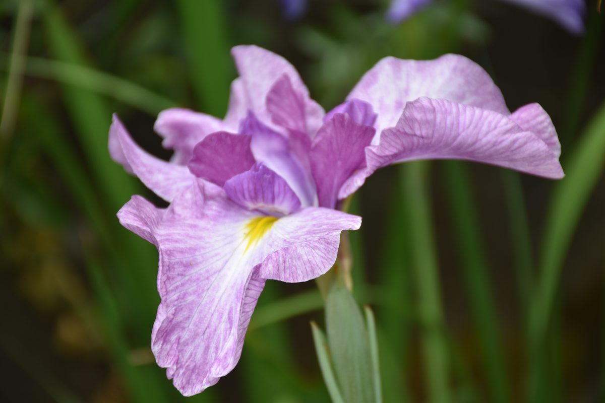 Iris ensata rose lavande – Jardin Bouture.org
