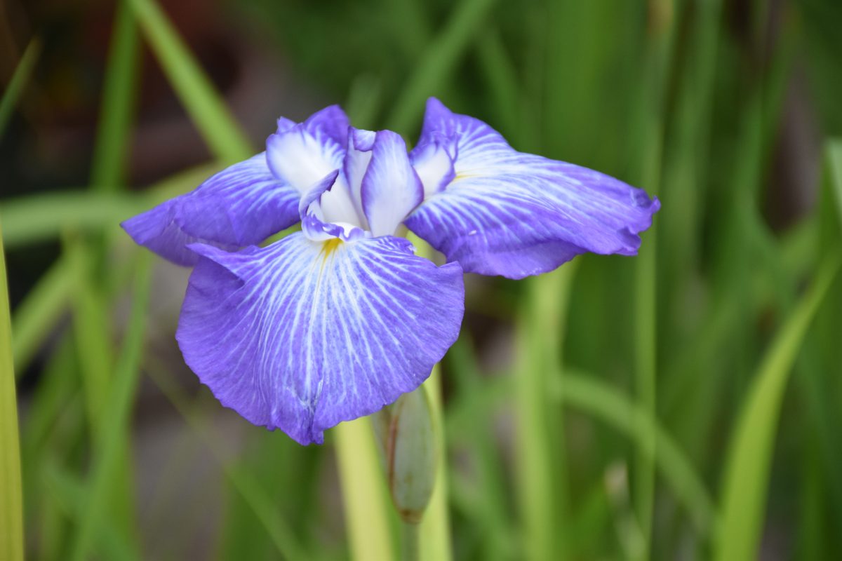 Iris ensata bleu-violet – Jardin Bouture.org