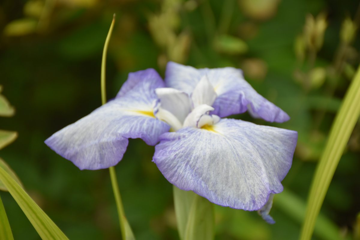 Iris ensata lavande pâle double – Jardin Bouture.org