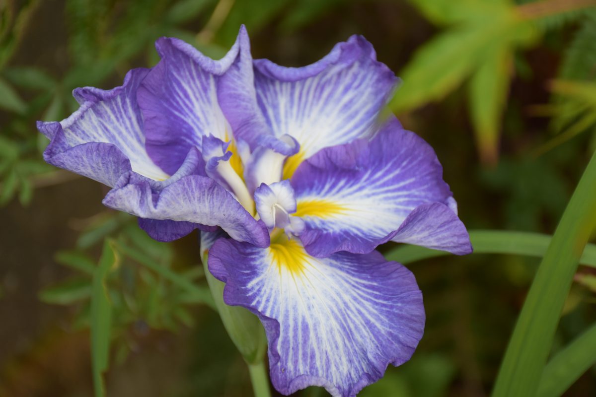 Iris ensata bleu deux fleurs – Jardin Bouture.org