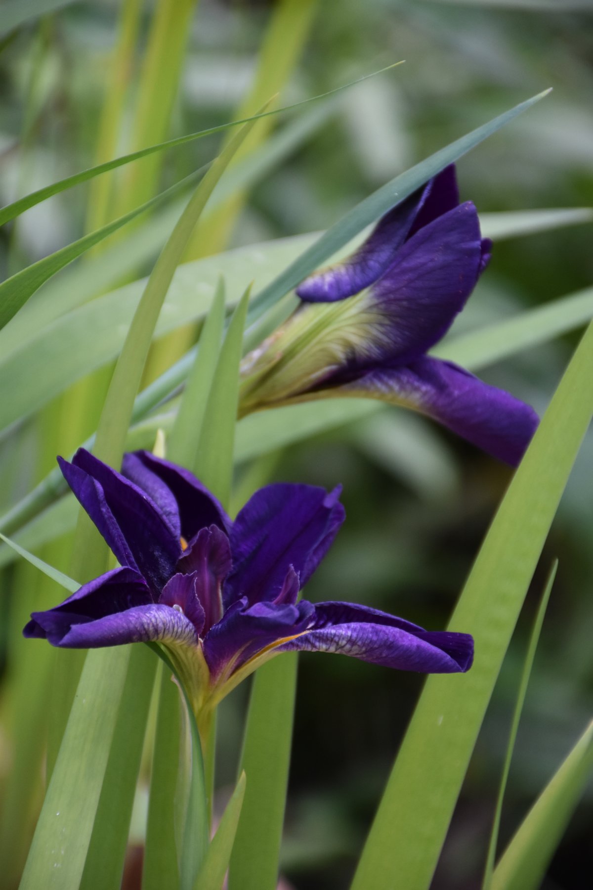 Iris de Louisiane Black Gamecock deux fleurs et feuilles — Jardin Bouture.org