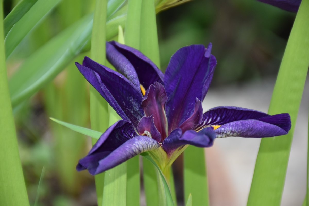 Iris de Louisiane Black Gamecock fleur violet profond — Jardin Bouture.org