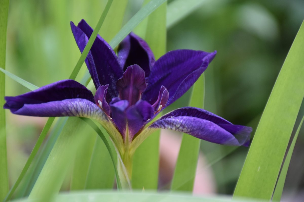 Iris de Louisiane Black Gamecock fleur violette — Jardin Bouture.org