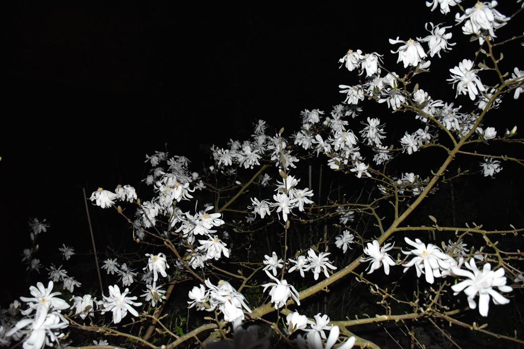 Magnolia stellata de nuit