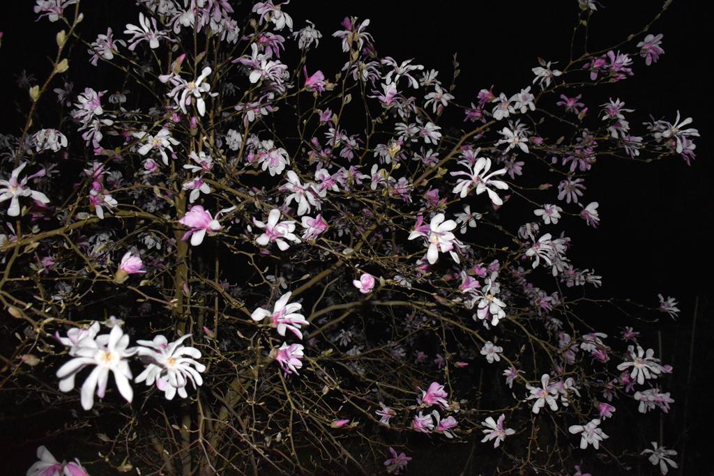 Magnolia stellata floraison 2026