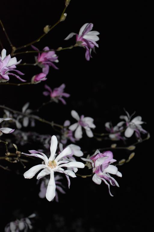 Magnolia stellata fleurs roses
