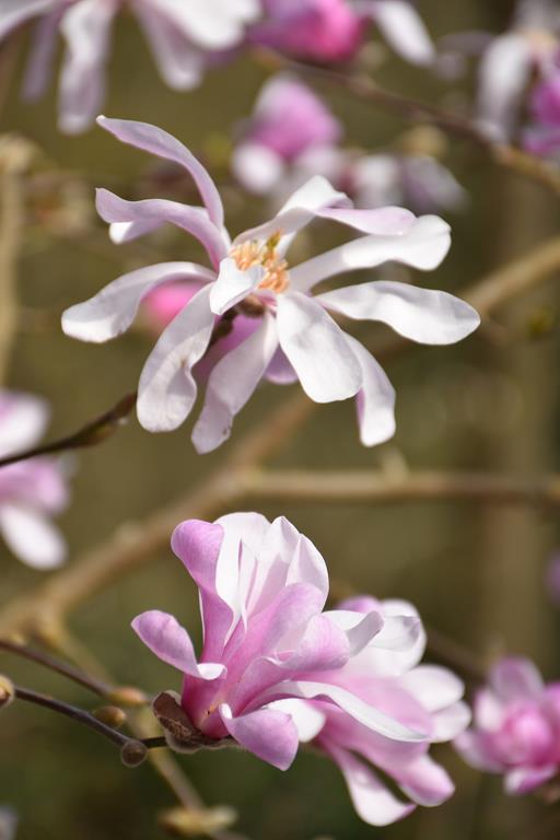 Magnolia stellata rose 2026