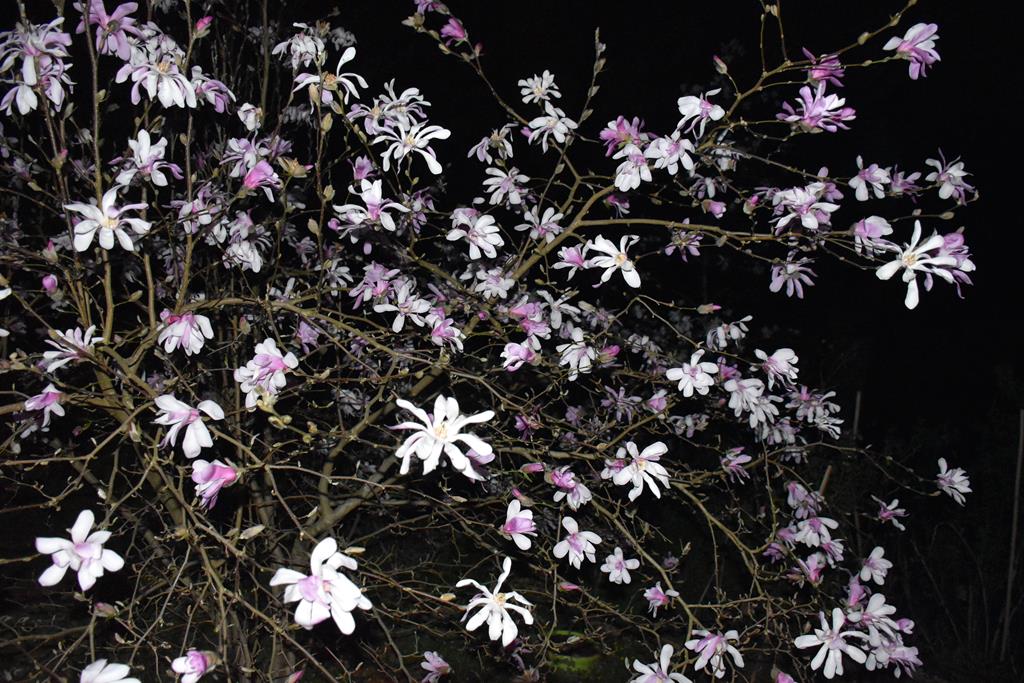 Magnolia stellata et toiles de nuit