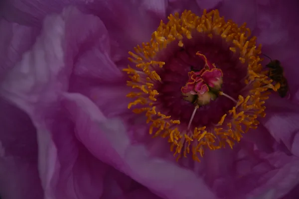Abeille butinant une pivoine arbustive – biodiversité Bouture.org