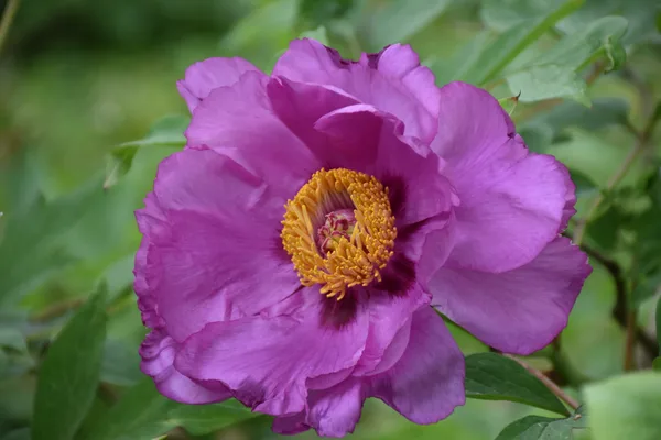 Pivoine arbustive magenta – Bouture.org