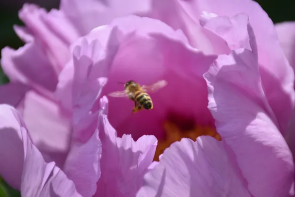 Pivoine arbustive magenta – jardin Bouture.org