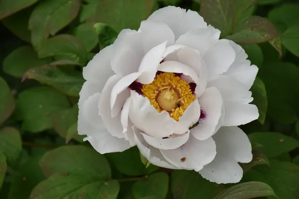 Paeonia suffruticosa blanche – Bouture.org