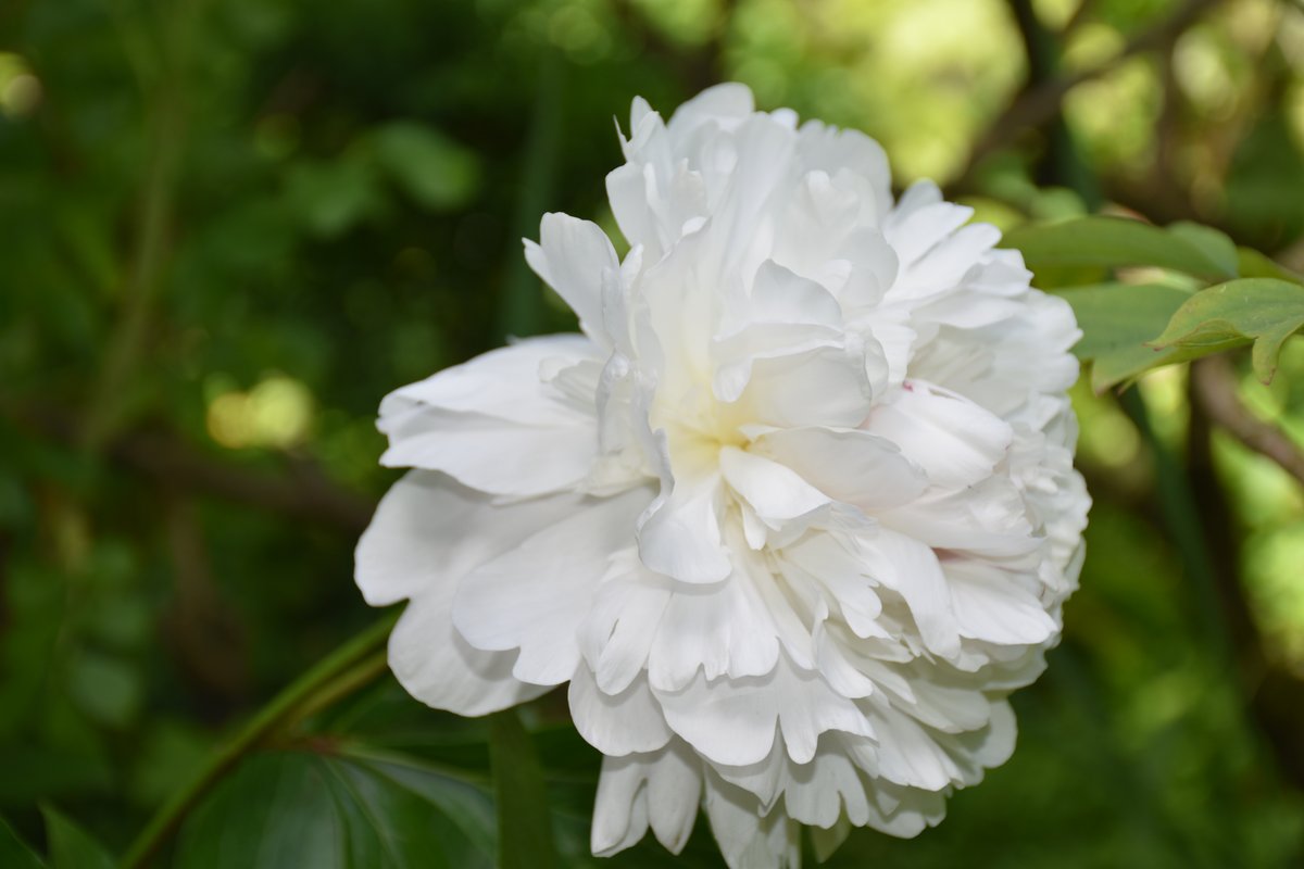 Pivoine herbacée blanche double en pleine floraison mai