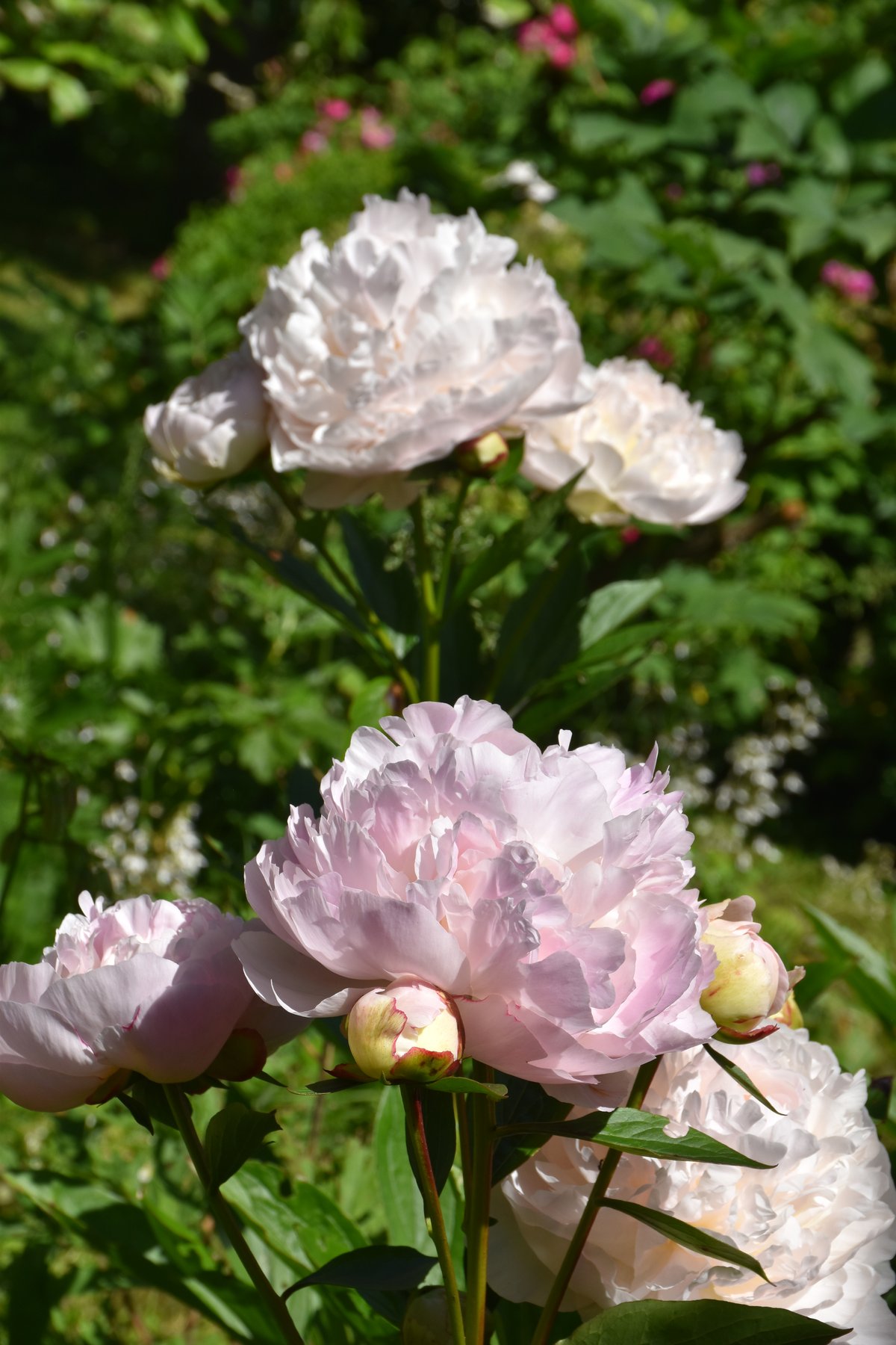 Pivoines herbacées Le Cygne blanc et rose en bouquet jardin mai