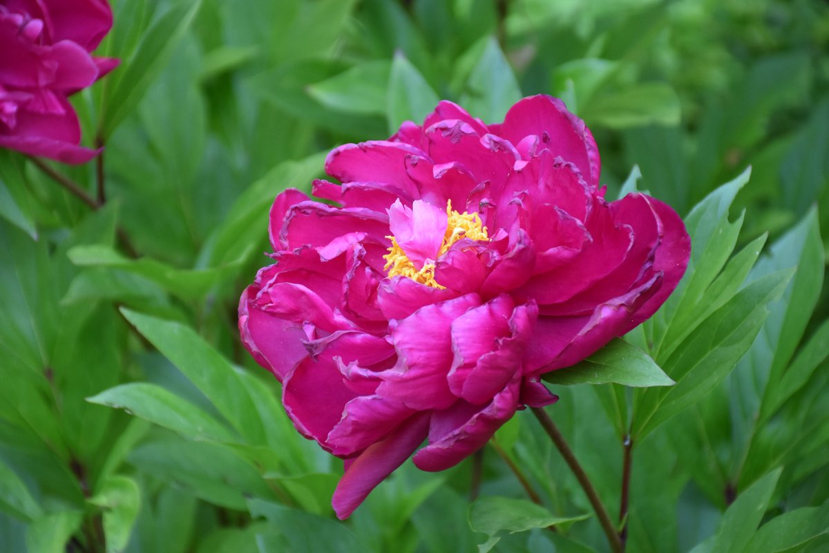 Pivoine herbacée magenta carmin avec étamines or mai