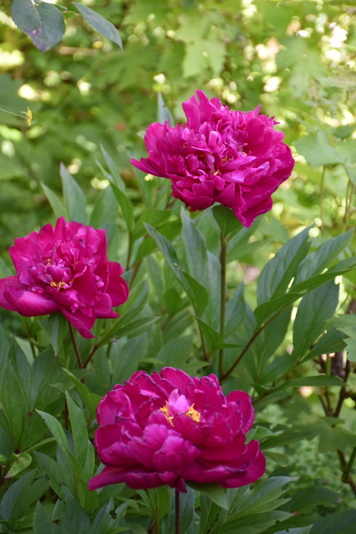Trio de pivoines herbacées magenta carmin en floraison mai