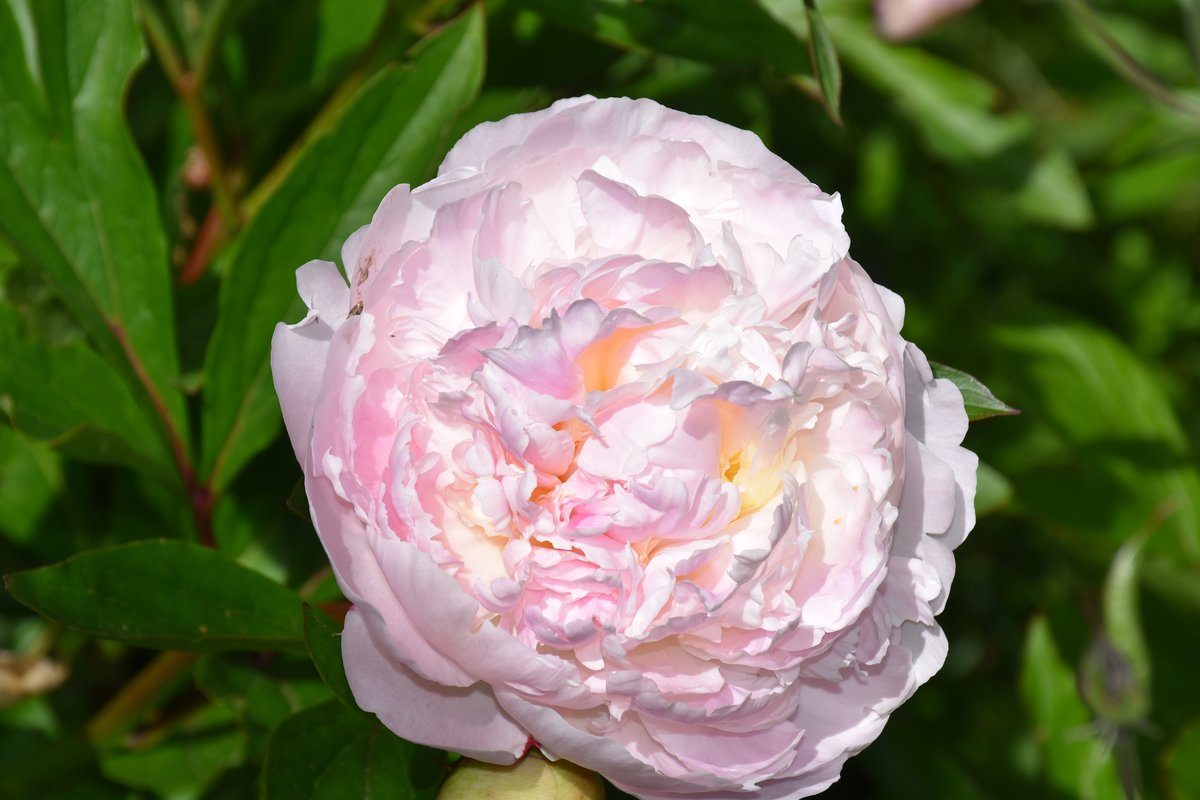 Pivoine herbacée rose lavande double gros plan mai