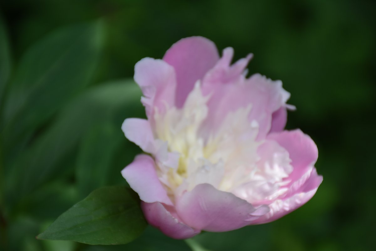 Pivoine herbacée rose pâle semi-double en ouverture mai