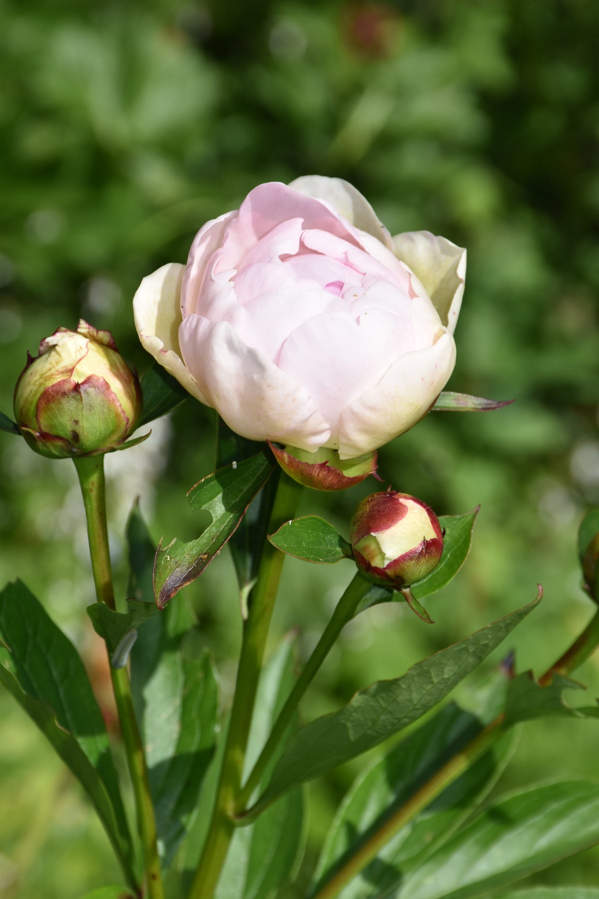 Pivoine herbacée rose tendre avec boutons sur tige en mai