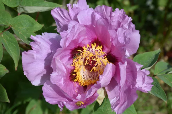 Pivoine Paeonia rockii blanche tachée de bordeaux – Bouture.org