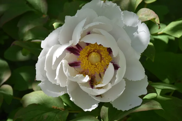 Pivoine arbustive blanche – jardin Bouture.org, Jouy-en-Josas
