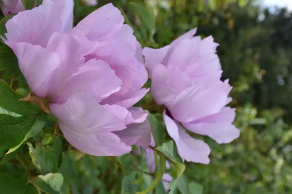 Pivoine arbustive lilas – collection Bouture.org