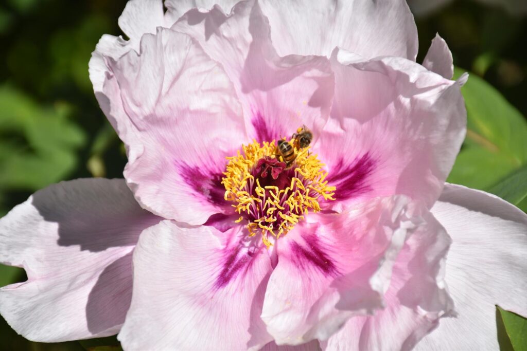 pollinisation d'une de nos pivoines arbustives