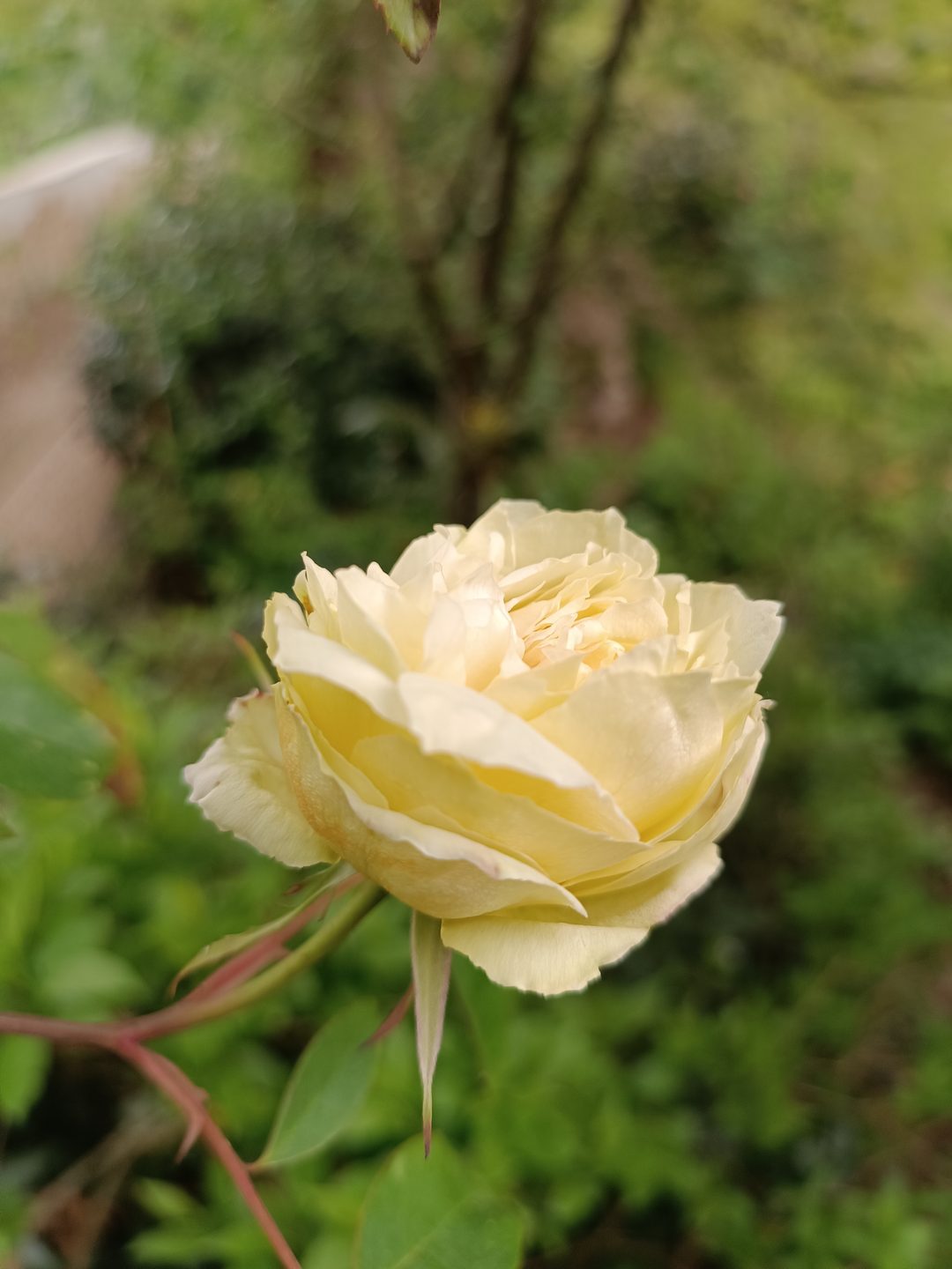 Bouton de Rosa odorata – beauté et fragrance naturelle | bouture.org