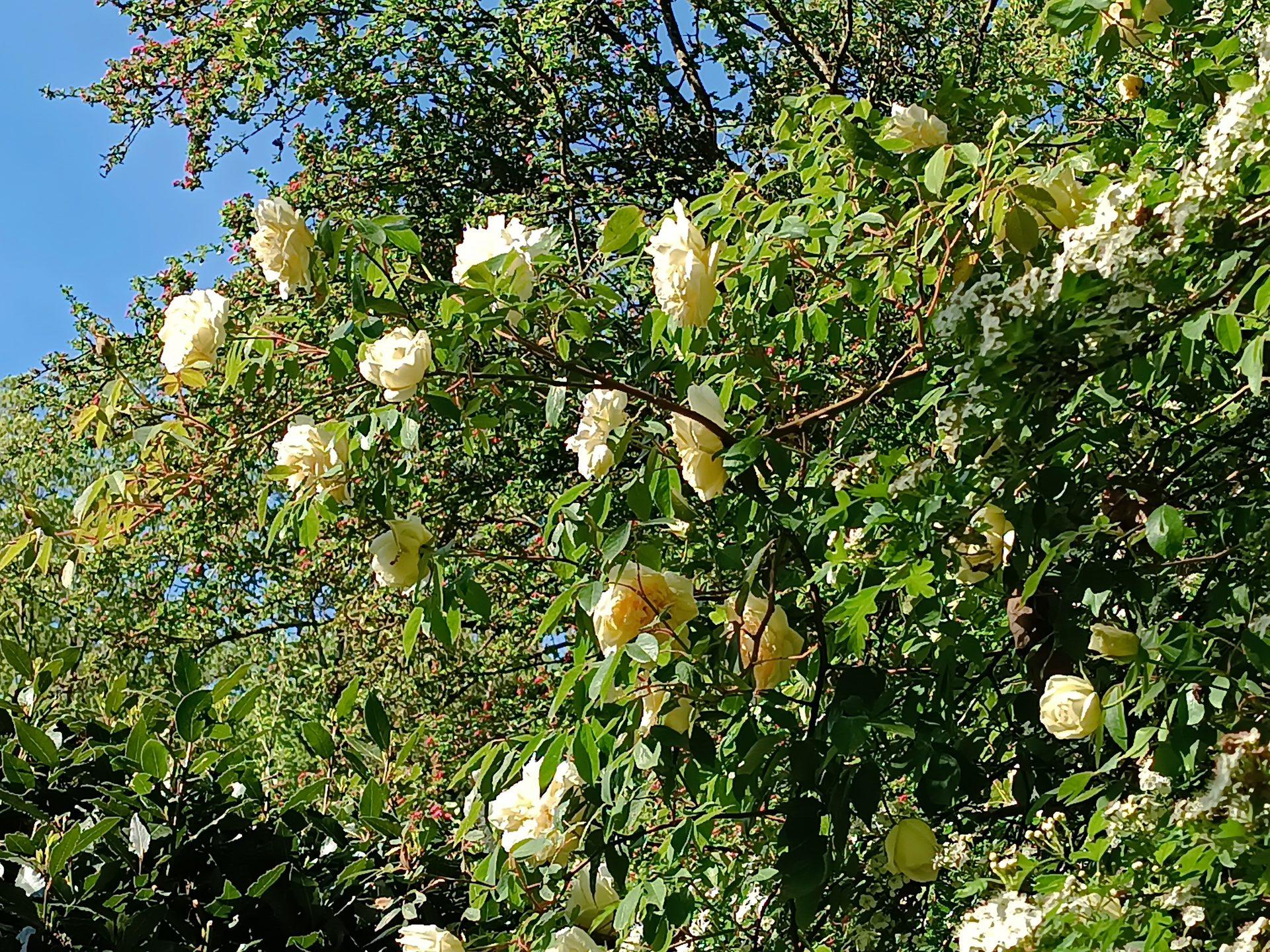 Rosa odorata liane grimpante en fleur – parfum et biodiversité | bouture.org