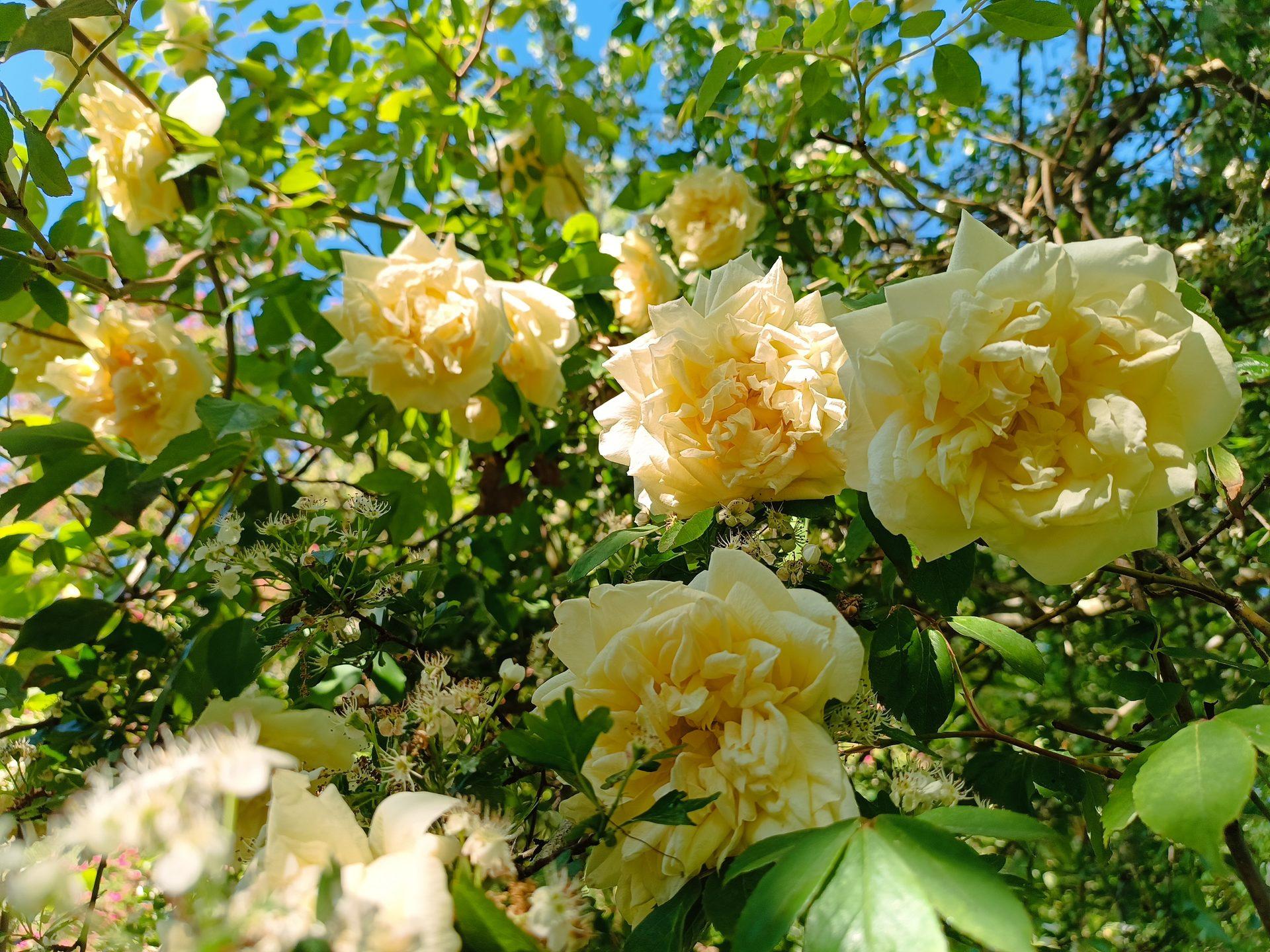 Rosa odorata mille fleurs crème et jaune – parfum de rose naturel | bouture.org