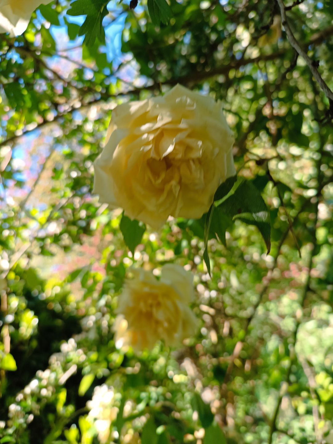 Rosa odorata en pleine floraison – collection roses à parfum et fragrance | bouture.org