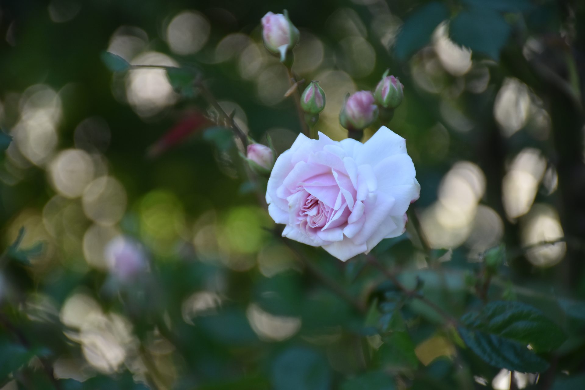 Rose ancienne du jardin Bouture.org