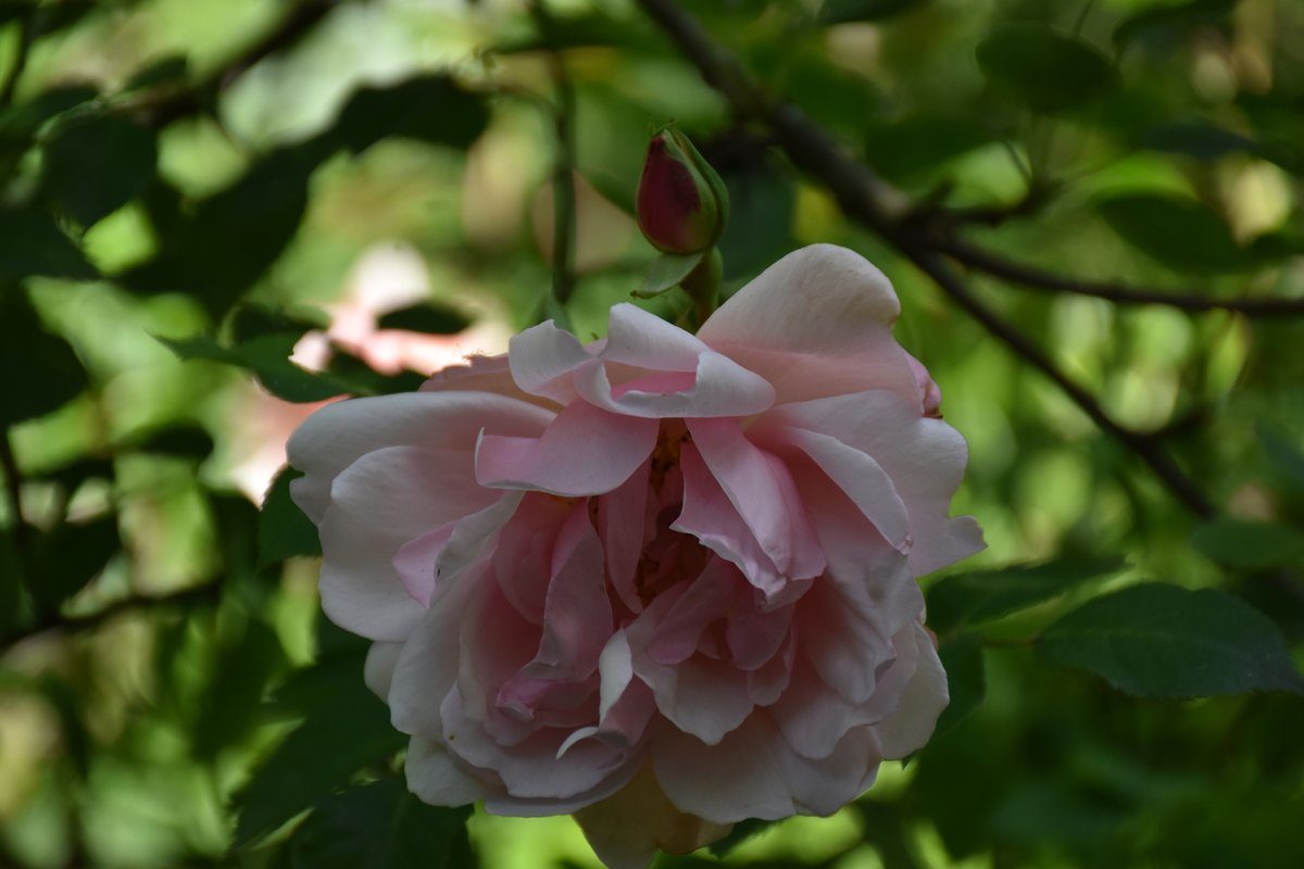 Rosier ancien rose pâle en pleine floraison en mai