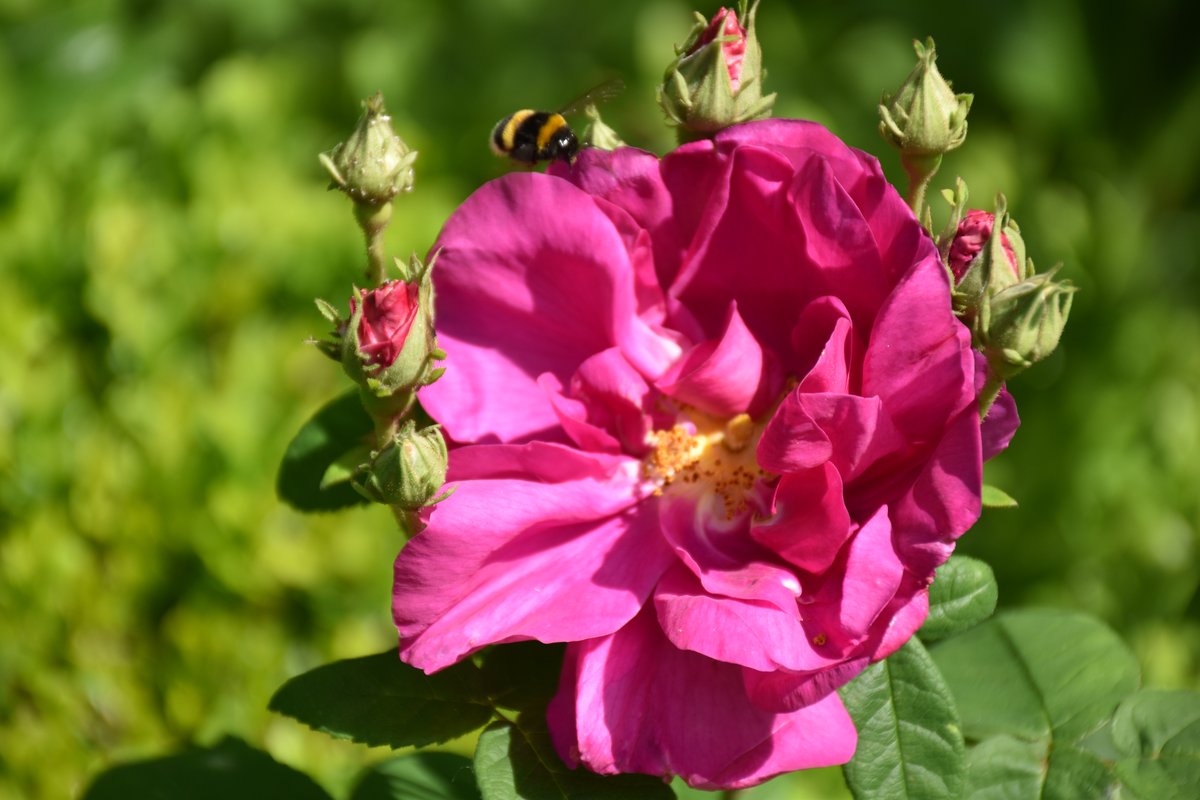 Rosier gallique rose magenta avec bourdon pollinisateur en mai