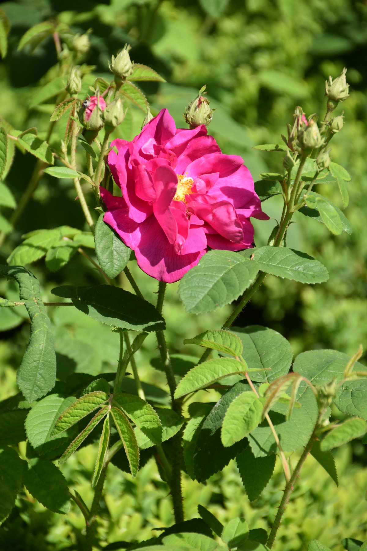 Rosier gallique rose magenta et feuilles en mai