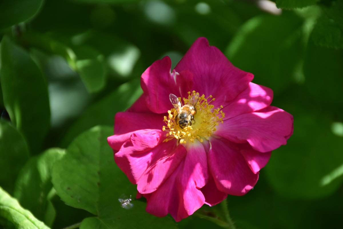 Rosier méllifère avec abeille en butinage en mai