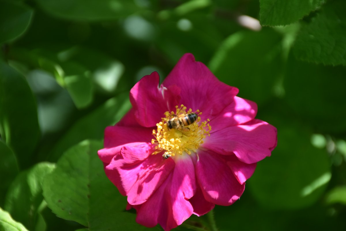 Abeille dorée récoltant le pollen d