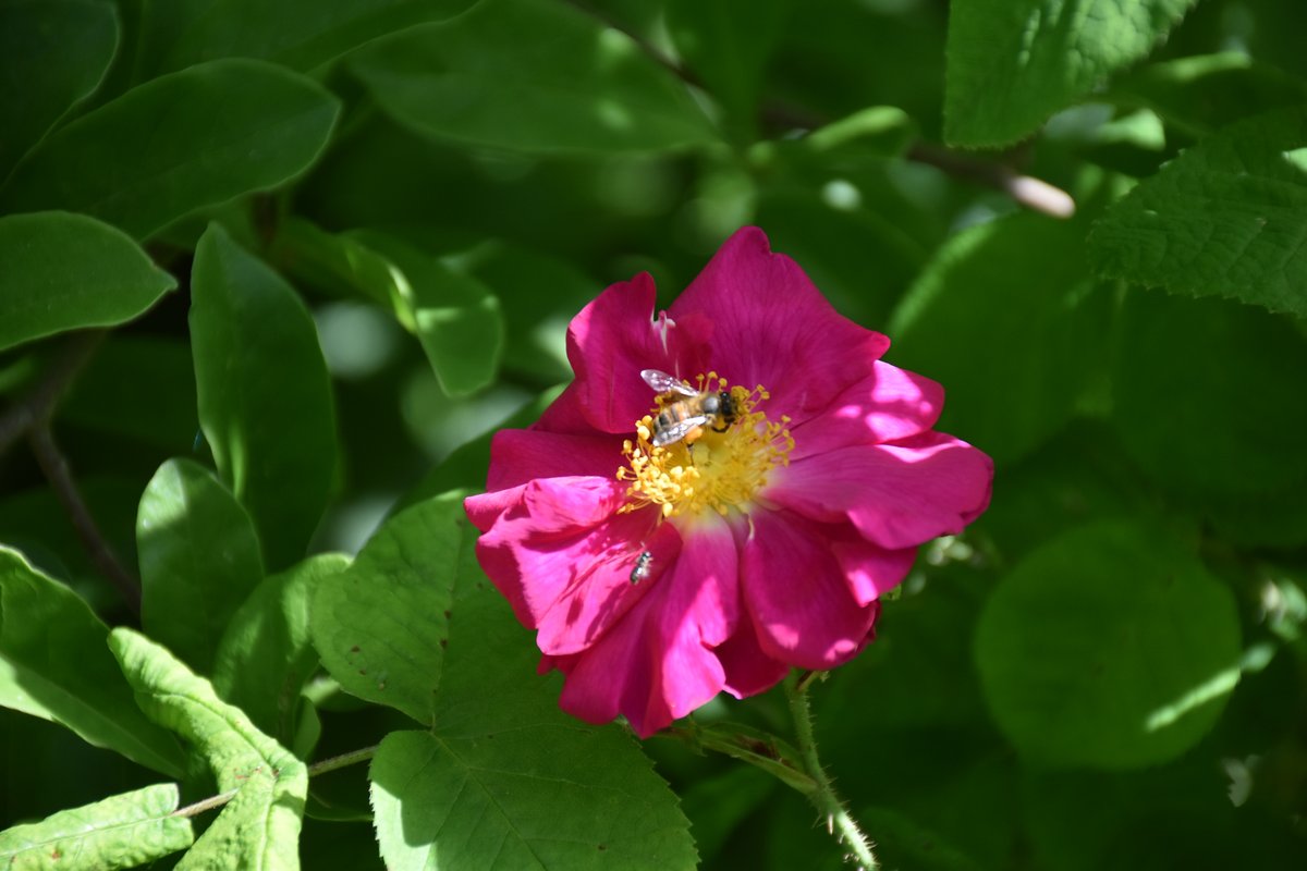 Rosier méllifère rose magenta avec abeille en pollinisation en mai