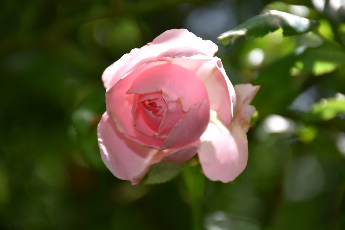 https://bouture.org/wp-content/uploads/2026/05/rosier-rose-tendre-bouton-eclore-mai.jpg