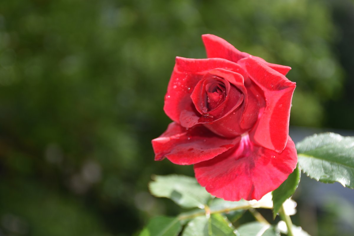 Bouton de rosier rouge avec gouttes de rosée en mai