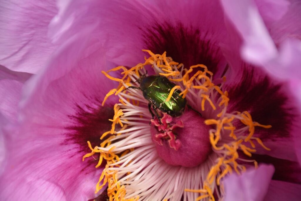 Cétoine dorée dans une pivoine arbustive — Bouture.org, jardin de biodiversité à Jouy-en-Josas