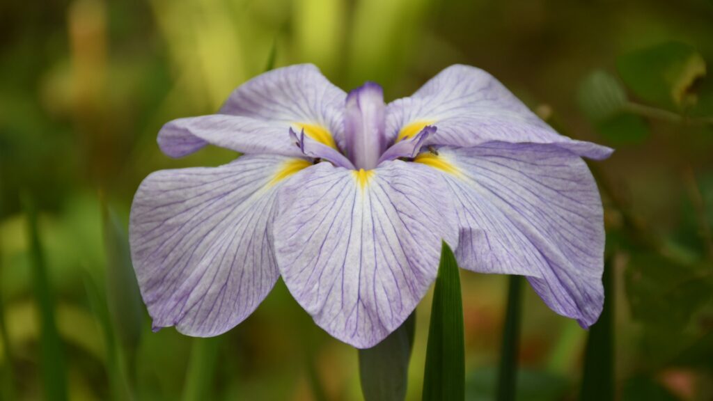 Iris ensata mauve à cœur jaune – fleur de biodiversité pour jardins RSE et luxe – bouture.org