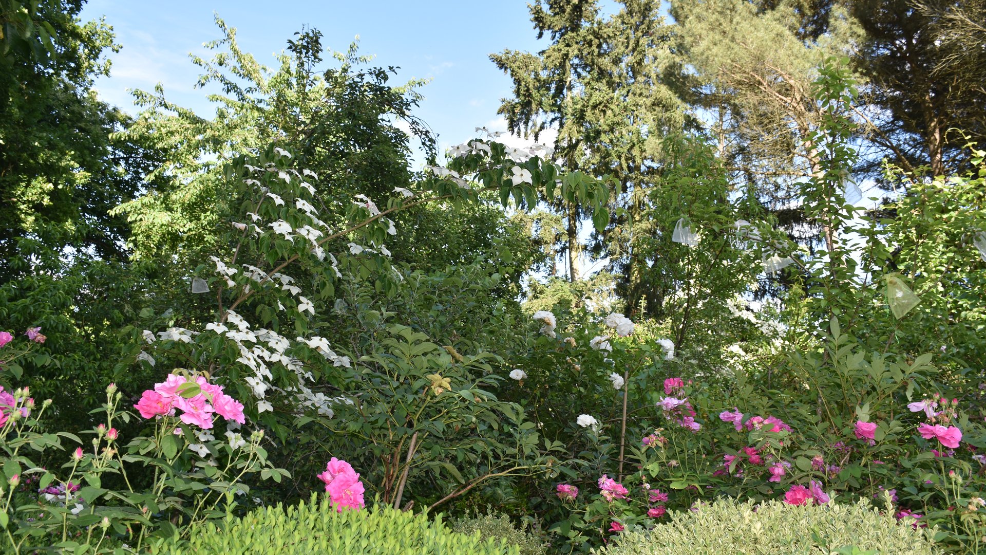 Jardin de biodiversité avec roses et cornus Bouture.org jardins collaboratifs entreprise